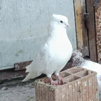 کفتر سفید کاکولی مهر خالپیس  کاکولی