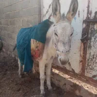 فروش الاغ گوسفندی سن تقریبعلا 6 سال