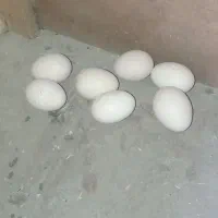 تخم لاری|حیوانات مزرعه|گمیشان, |دیوار