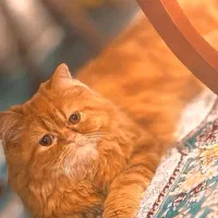 واگذاری گربه پرشین|گربه|آبیک, |دیوار