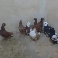 کبوتر پرشی