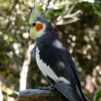 مژدگانی طوطی گم شده کوه نورد، میدان امام شافعی