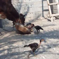 تعدای جوجه مرغ زات دار وتعدای کفتر پاکستانی|پرنده|میناب, |دیوار