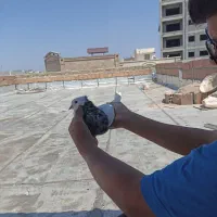کبوتر طوقی الماسی نر مست