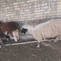 گ وسفند لب جنی