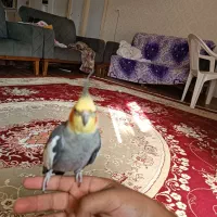 دو جفت عروس هلندی