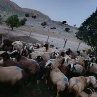 چوپان متاهل فوری