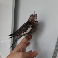 عروس هلندی وایت فیس نرم خور