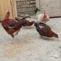 مرغ خروس