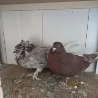 کفتر با اصالت|پرنده|مشکیندشت, |دیوار