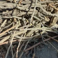 خرید هیزم چوب خشک و هرس درختان باغ|خدمات باغبانی و درختکاری|کرج, شهرک احمدیه‎|دیوار