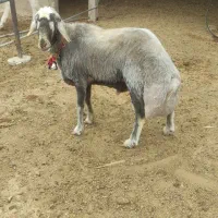 فروش قوچ