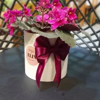 بنفشه آفریقایی|گل و گیاه طبیعی|رشت, دیلمان|دیوار