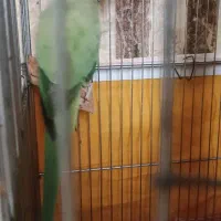 طوطی ملنگو|پرنده|اصفهان, کردآباد|دیوار