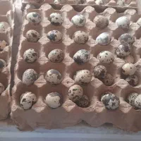 بلدرچین و تخم بلدرچین