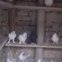 کبوتر|پرنده|تبریز, |دیوار