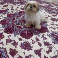 سگ شیتزو ماده