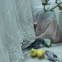 مرغ عشق دستی