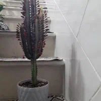 آفوربیا قرمز|گل و گیاه طبیعی|کرمانشاه, |دیوار