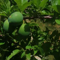 فروش باغشهری 1000متری ابتدای جاده کهمره سرخی