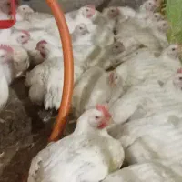 کارگر مرغداری