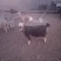 تعدادی بز