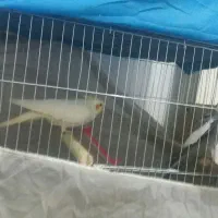 عروس هلندی مولد|پرنده|شهریار, شهرک شاهد|دیوار