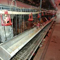 مرغ محلی|حیوانات مزرعه|هشتگرد, قاسم آباد بزرگ|دیوار