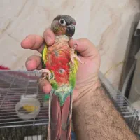 گرینچیک مولد دستی روی جوجه دبل رد یلوساید|پرنده|اصفهان, شاه پسند|دیوار