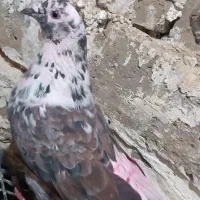 کبوتر|پرنده|کرج, کرج نو|دیوار