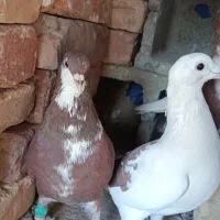 سه عدد کفتر|پرنده|زاهدان, |دیوار