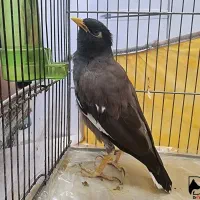 مرغ مینا ماده