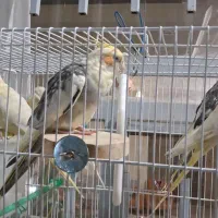 عروس هلندی گم شده