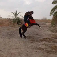 سلام.اسب نریون عرب خالص..کورس ورقاص