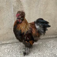 خروس دو رگه ابریشمی