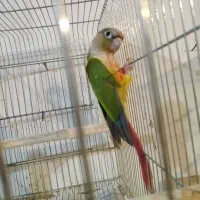 گرینچیک نر|پرنده|رشت, بازار|دیوار