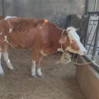 شنگول قصابی