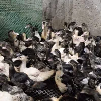 اردک مسکوئی اسرائیلی|حیوانات مزرعه|سرخرود, |دیوار