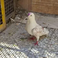 کبوتر یا کفتر گرفتنی