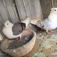 پشت هفت رنگ و سبز و زرد|پرنده|بیرجند, |دیوار