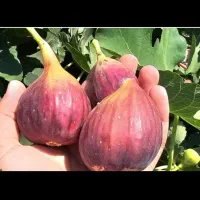 فروش انواع نهال انجیر  سالم  مناسب باغ وباغچه