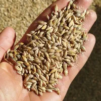 انبار علوفه حاج امیر