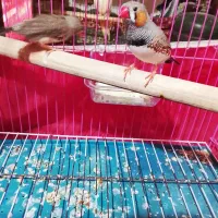 فنج مولد با تخم