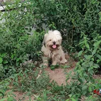 واگزاری رایگان سگ شیتزو اصل