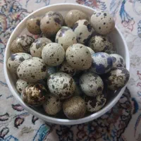 تخم بلدرچین