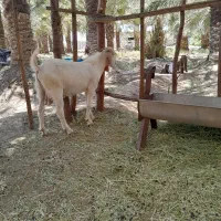 بره و کهره نر چاق