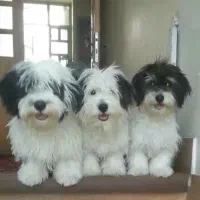 دو سگ شیتزو تریر و آموزش دیده واگذار میشود