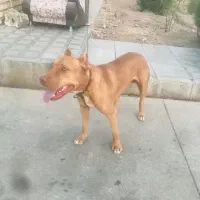 سگ پیتبول|سگ|سبزوار, قصبه غربی|دیوار