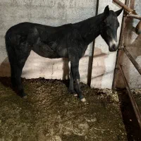 فروشنده اسب هر اسبی که بخاید موجود هست|اسب و تجهیزات اسب‌سواری|پیربازار, |دیوار