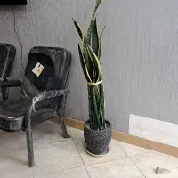 اجاره-بر-اصلی-بیستون